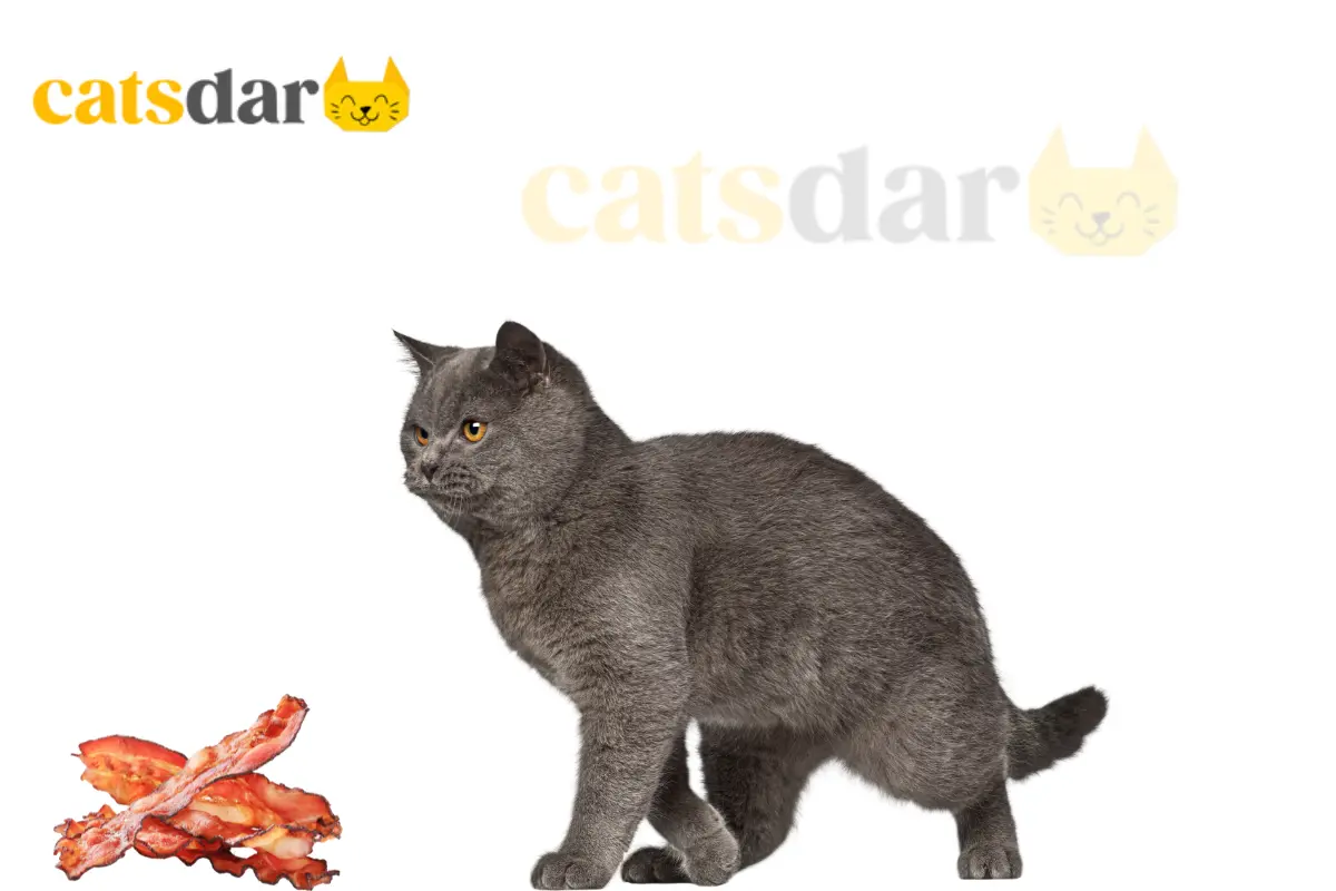 Can cats eat bacon