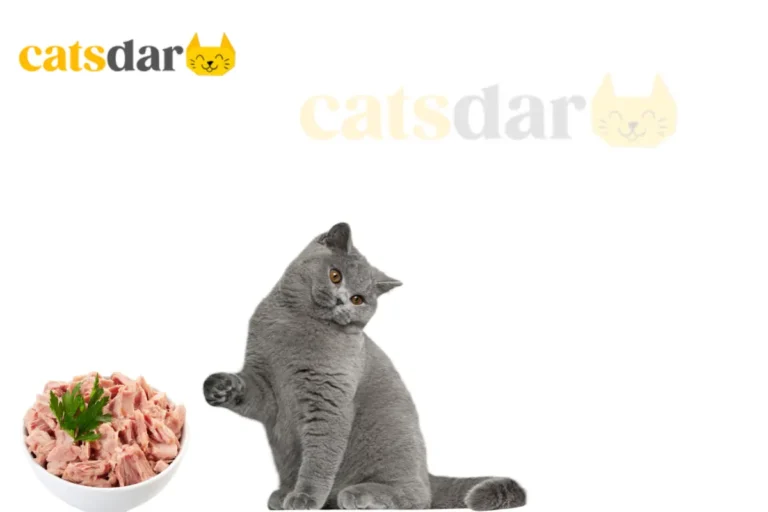 Can cats eat canned tuna