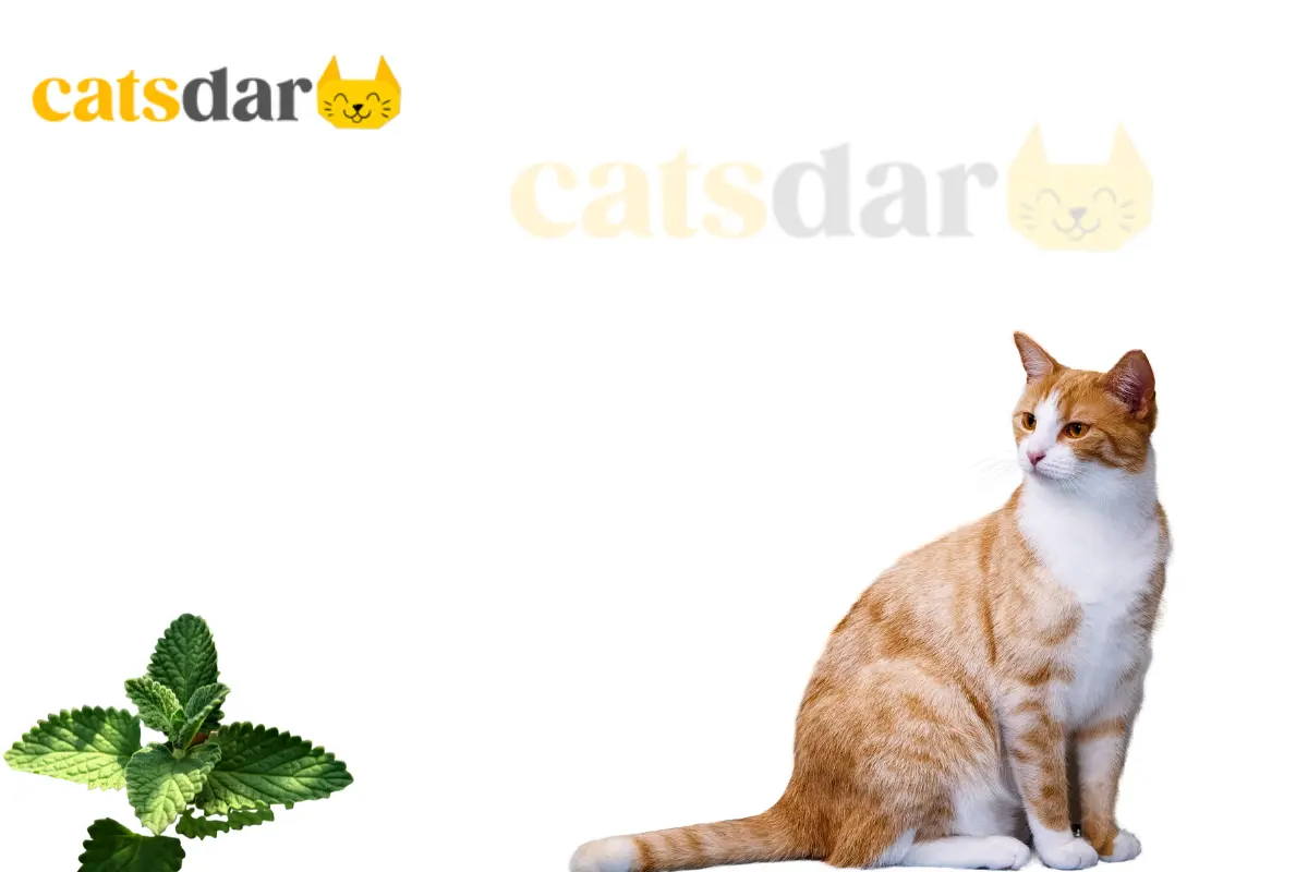 Can cats eat catnip