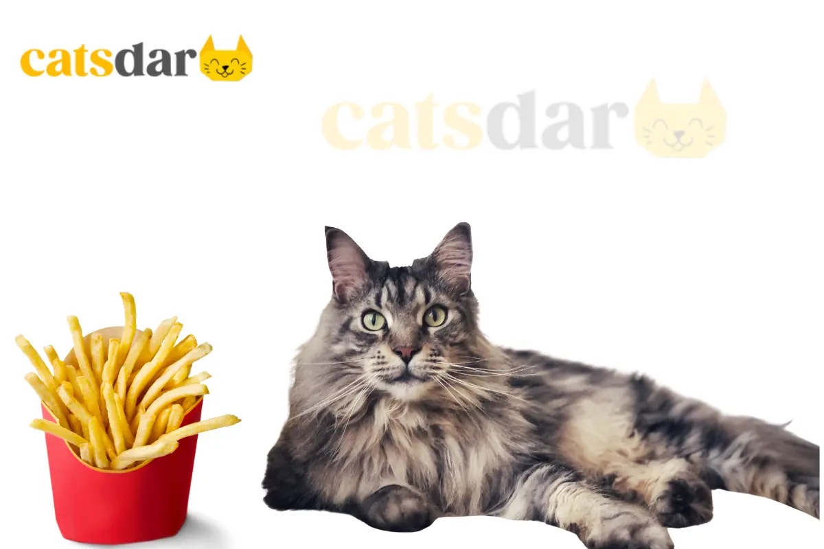Can cats eat french fries