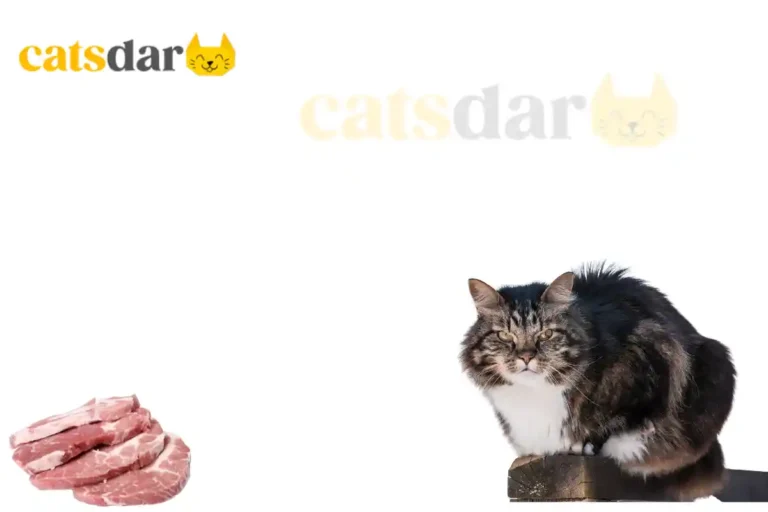 Can cats eat pork