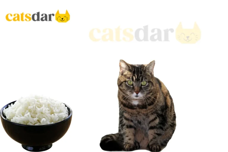 Can cats eat rice
